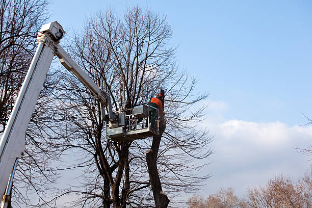 How Our Tree Care Process Works  in  Enetai, WA