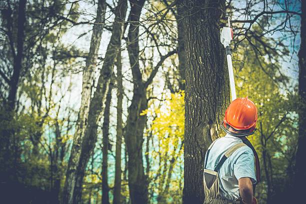 Lawn Maintenance Plans in Enetai, WA