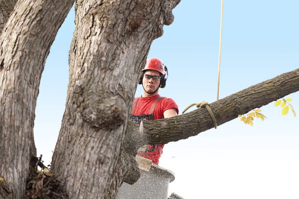 Best Firewood Processing and Delivery  in Enetai, WA